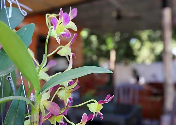 Hostel Eco-home Siem Reap